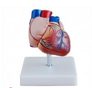 Kalp Modeli, Gelimi Gerek Boy 2 Para Modelleri