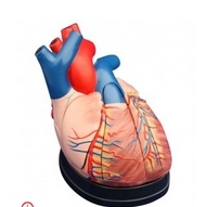 Kalp Modeli, Orta Boy 5 Para eitleri